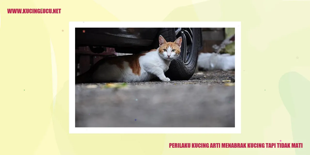 Kucing Menabrak Kucing