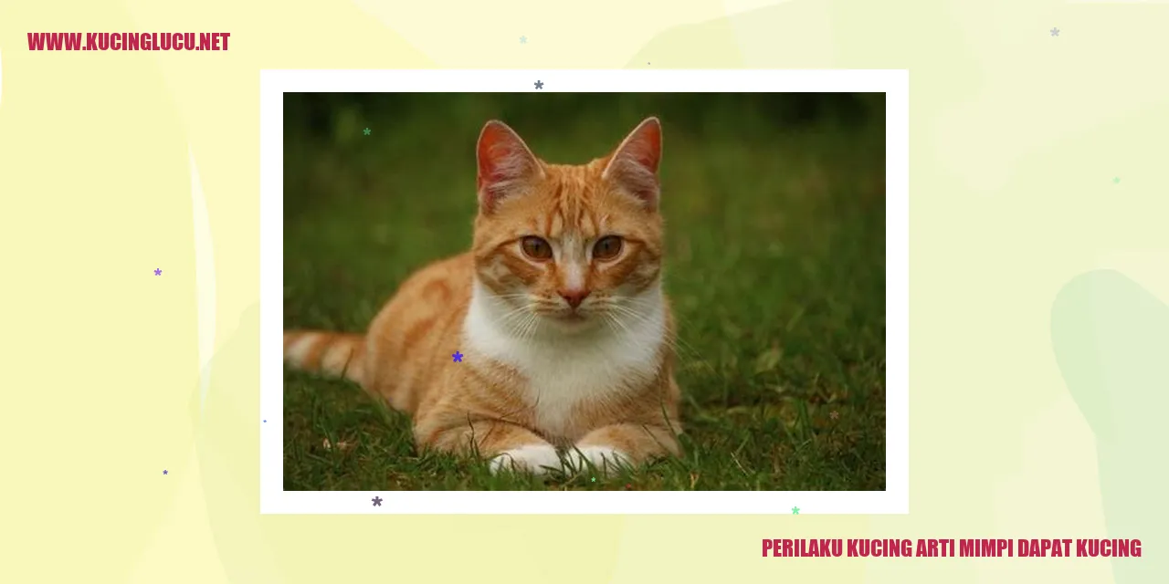Gambar kucing