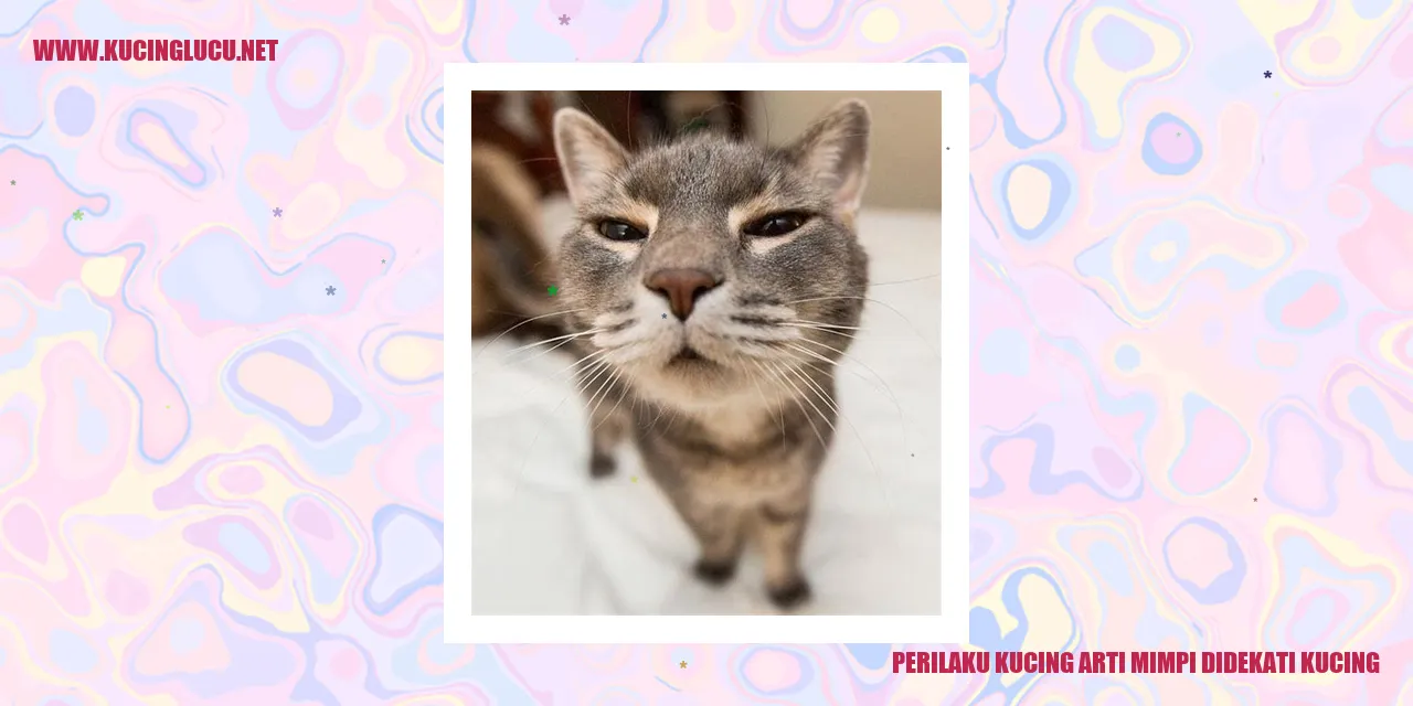 gambar kucing yang sedang mendekat