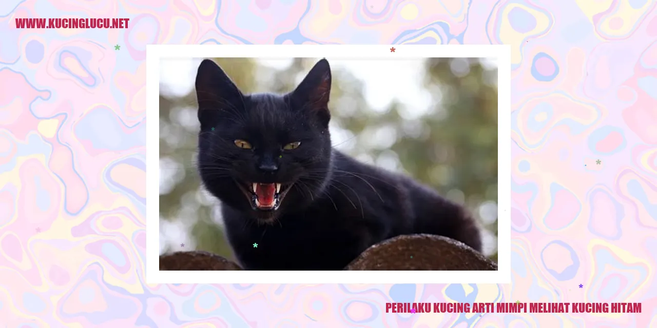 Gambar Kucing Hitam
