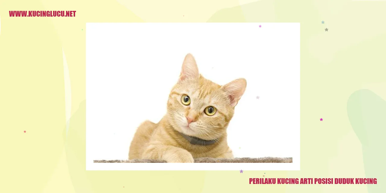 Perilaku Kucing dalam Posisi Duduk