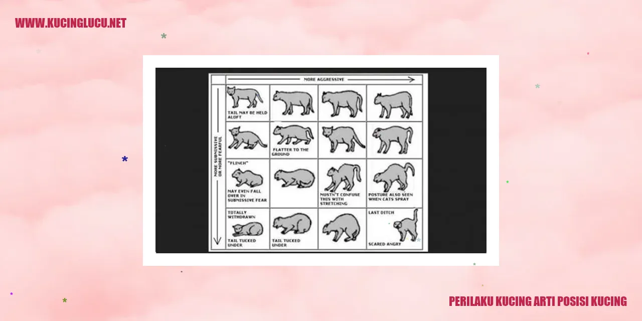 Gambar kucing dengan berbagai posisi