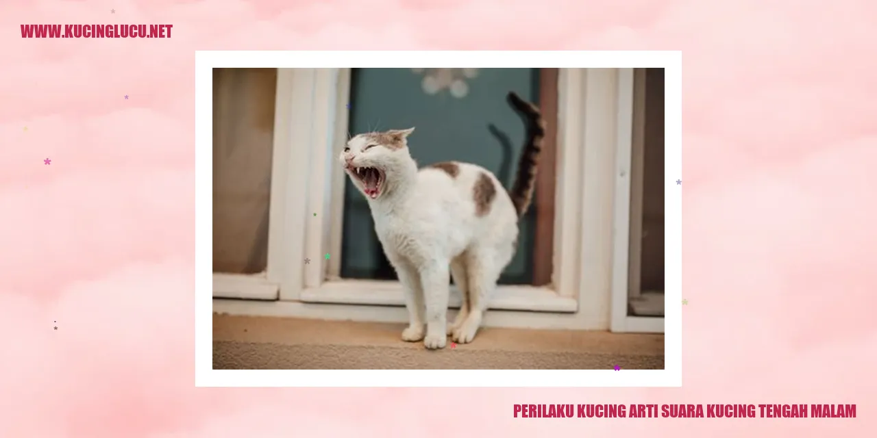 suara kucing tengah malam