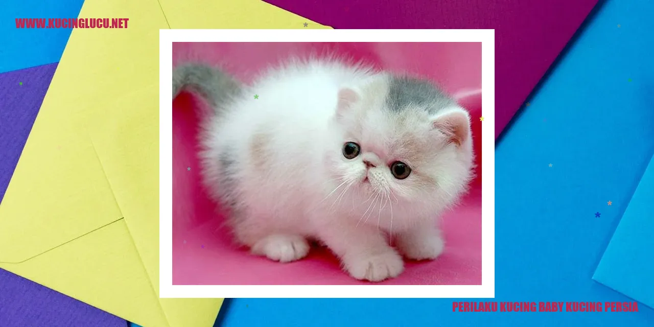 Kucing Persia