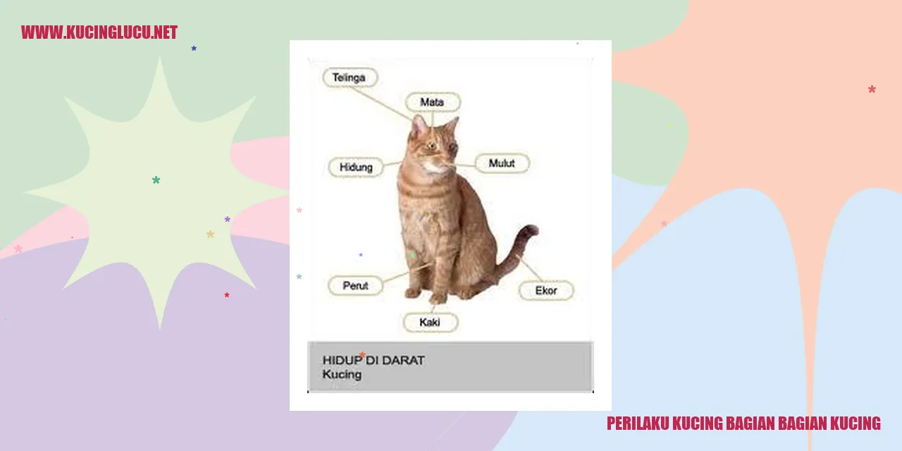 Gambar kucing