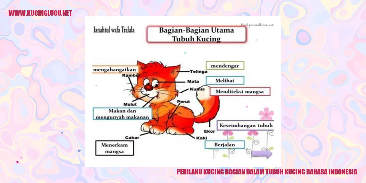 Perilaku Kucing