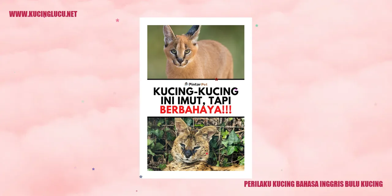 gambar kucing