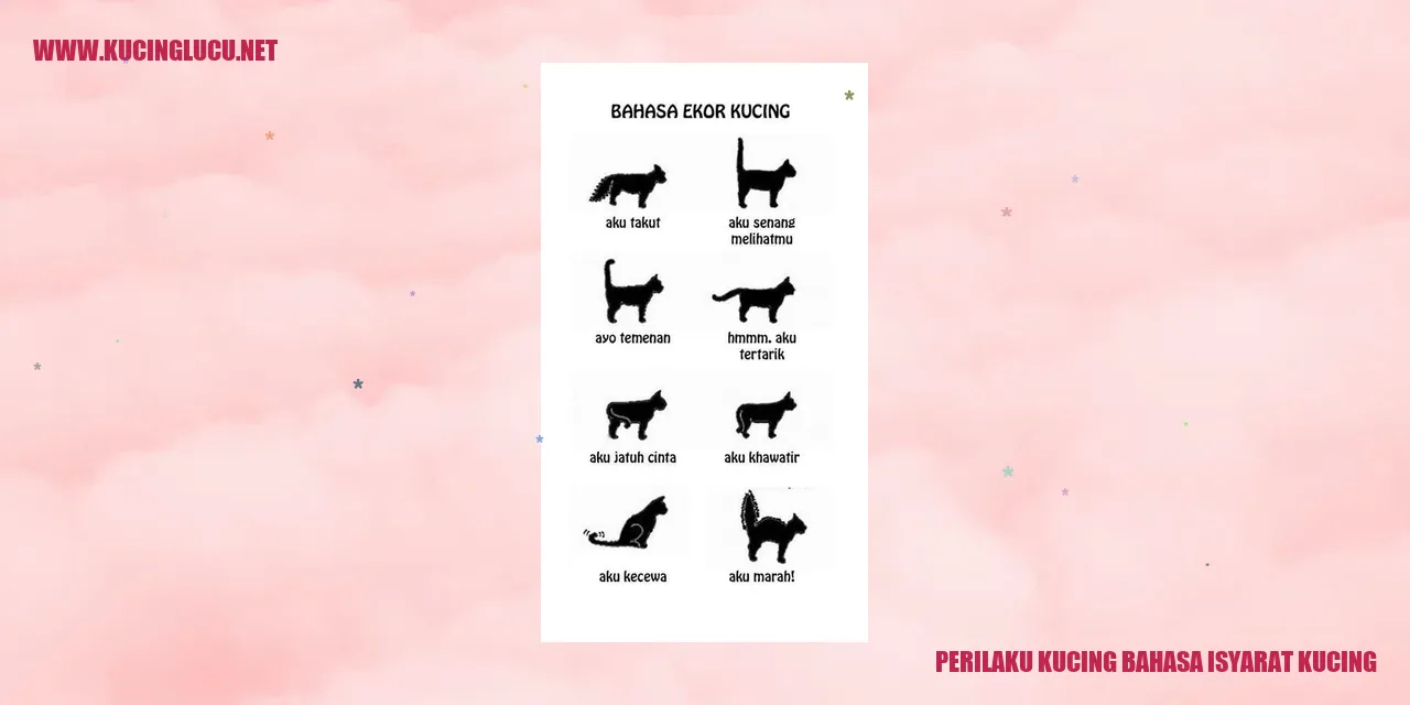 Perilaku Kucing bahasa isyarat kucing