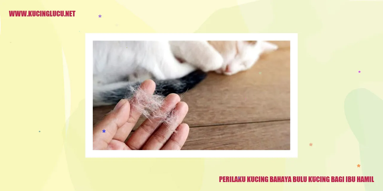 Perilaku Kucing bahaya bulu kucing bagi ibu hamil