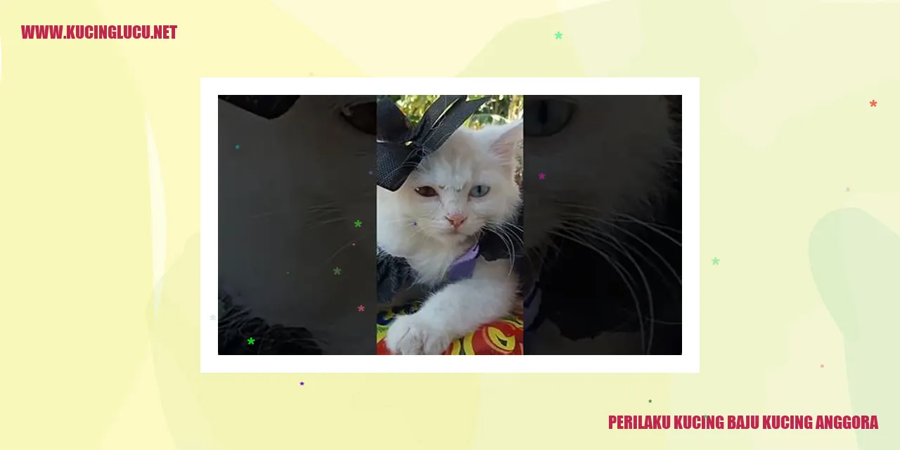 Gambar Kucing Anggora