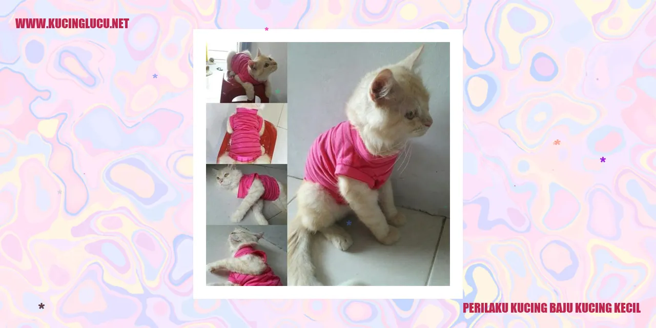 Kucing baju kucing kecil