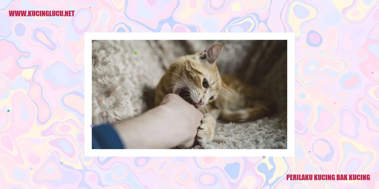 Perilaku Kucing bak kucing