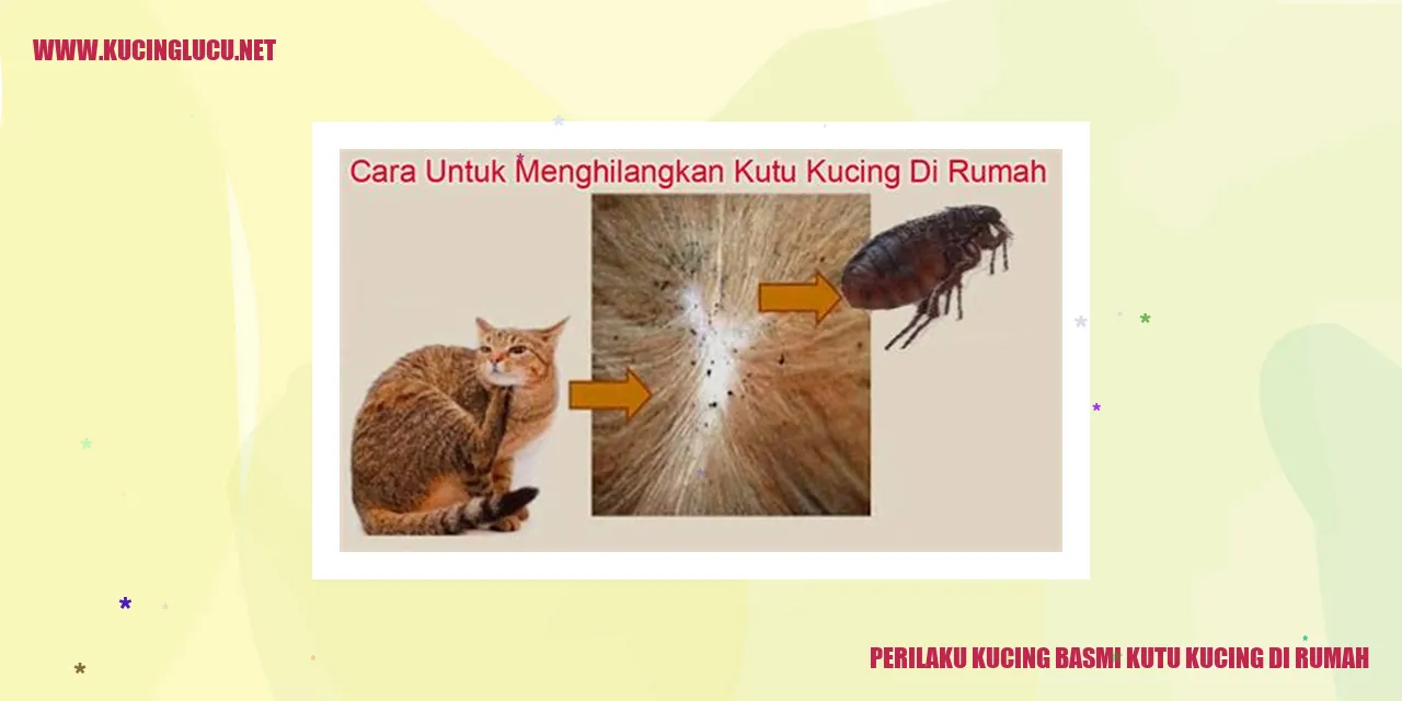 Kucing Mengatasi Kutu Kucing