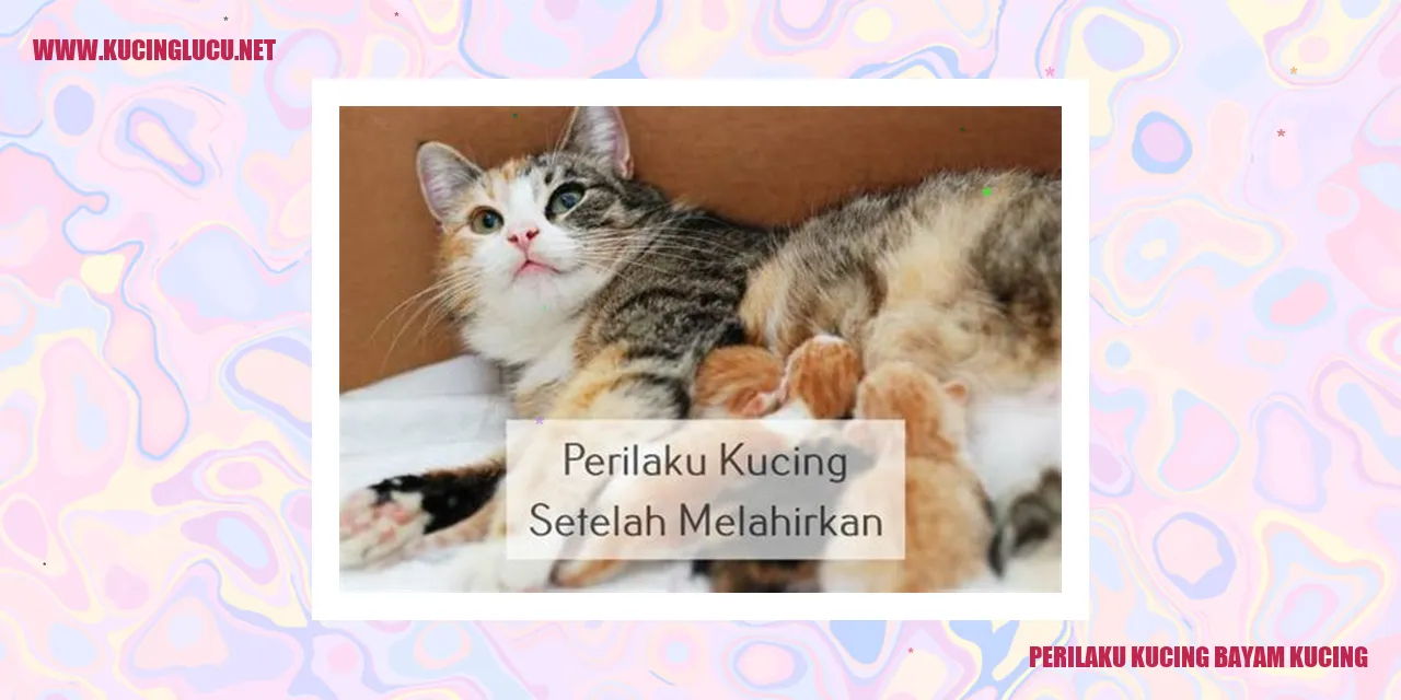 Kucing bayam kucing