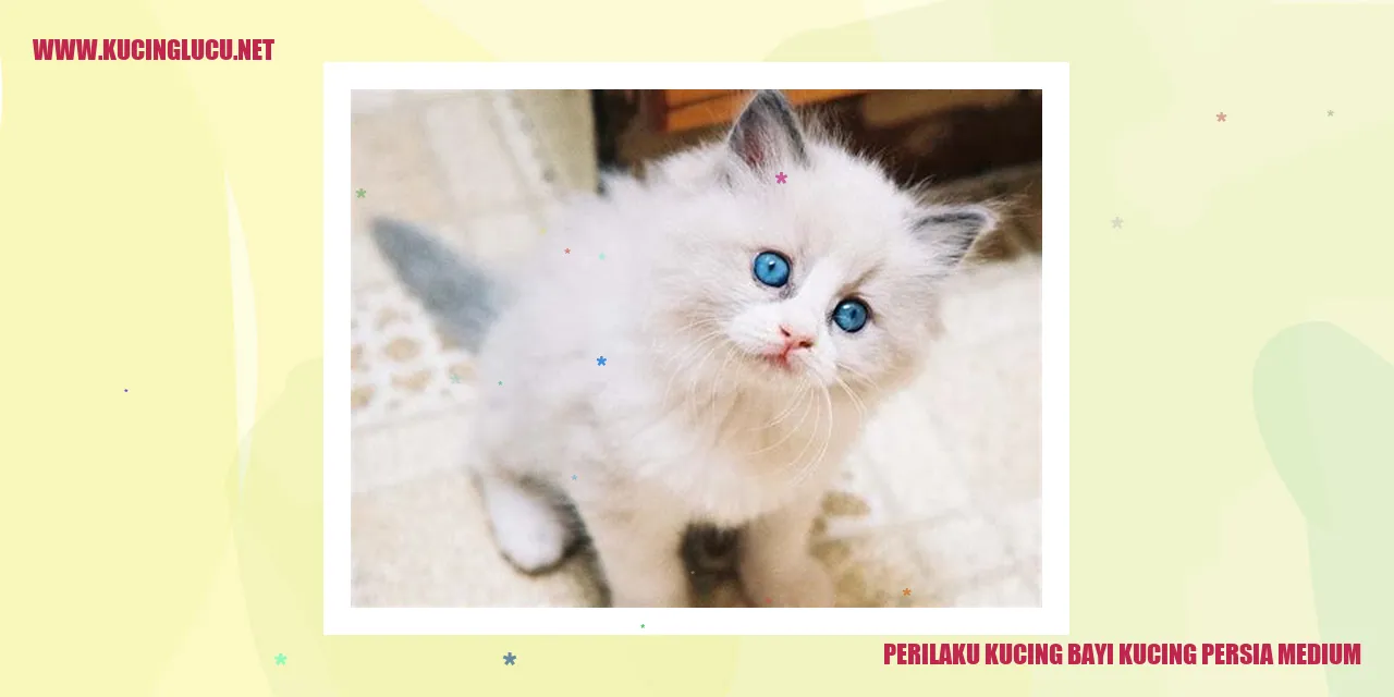 Kucing Bayi Persia Medium
