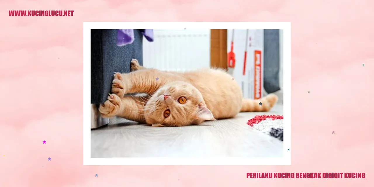 Perilaku Kucing Bengkak Digigit Kucing