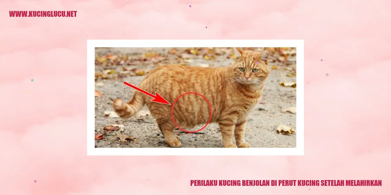 Perilaku Kucing Benjolan di Perut Kucing Setelah Melahirkan