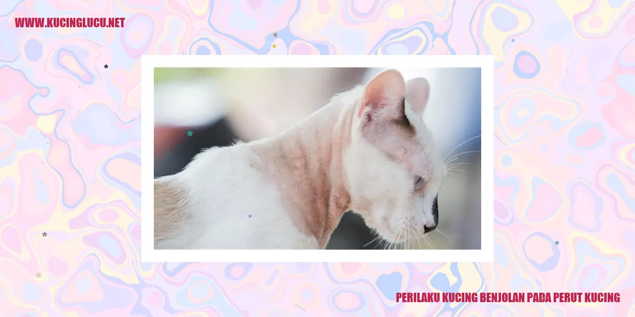 Kucing Benjolan pada Perut Kucing
