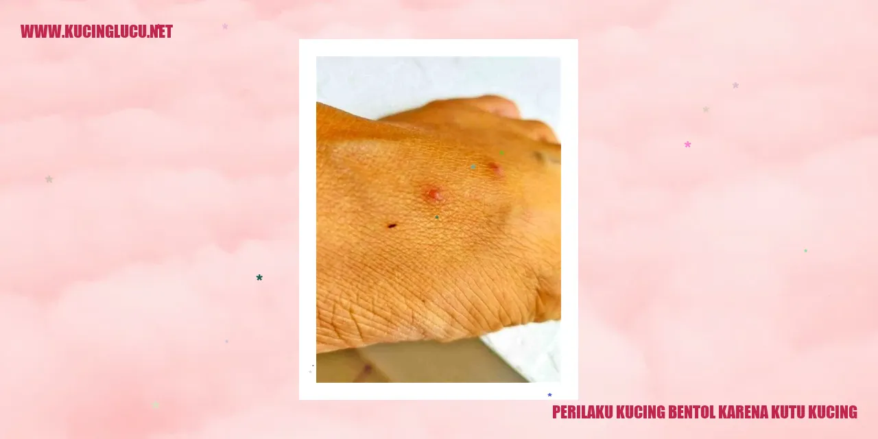 Perilaku Kucing bentol karena kutu kucing