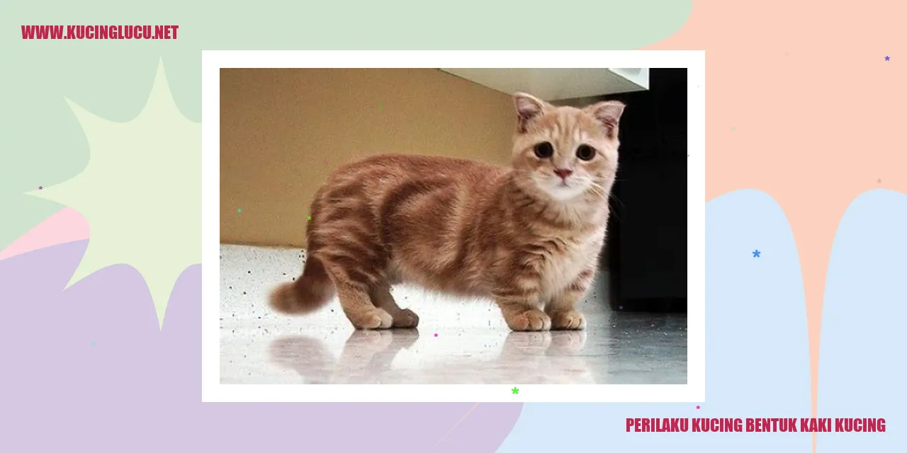 Perilaku Kucing bentuk kaki kucing
