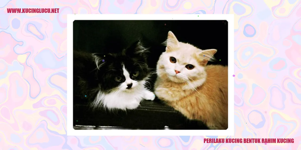 Perilaku Kucing bentuk rahim kucing