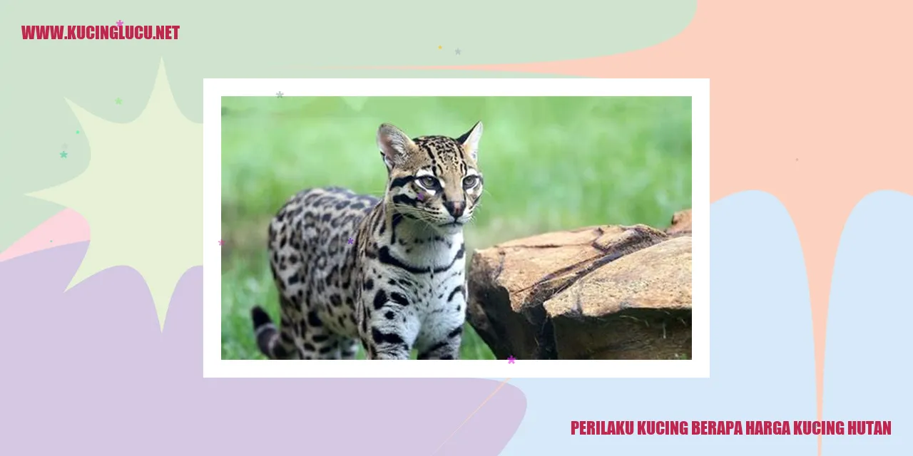 Perilaku Kucing dan Harga Kucing Hutan