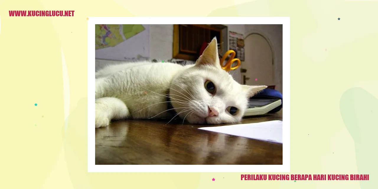 Perilaku Kucing berapa hari kucing birahi