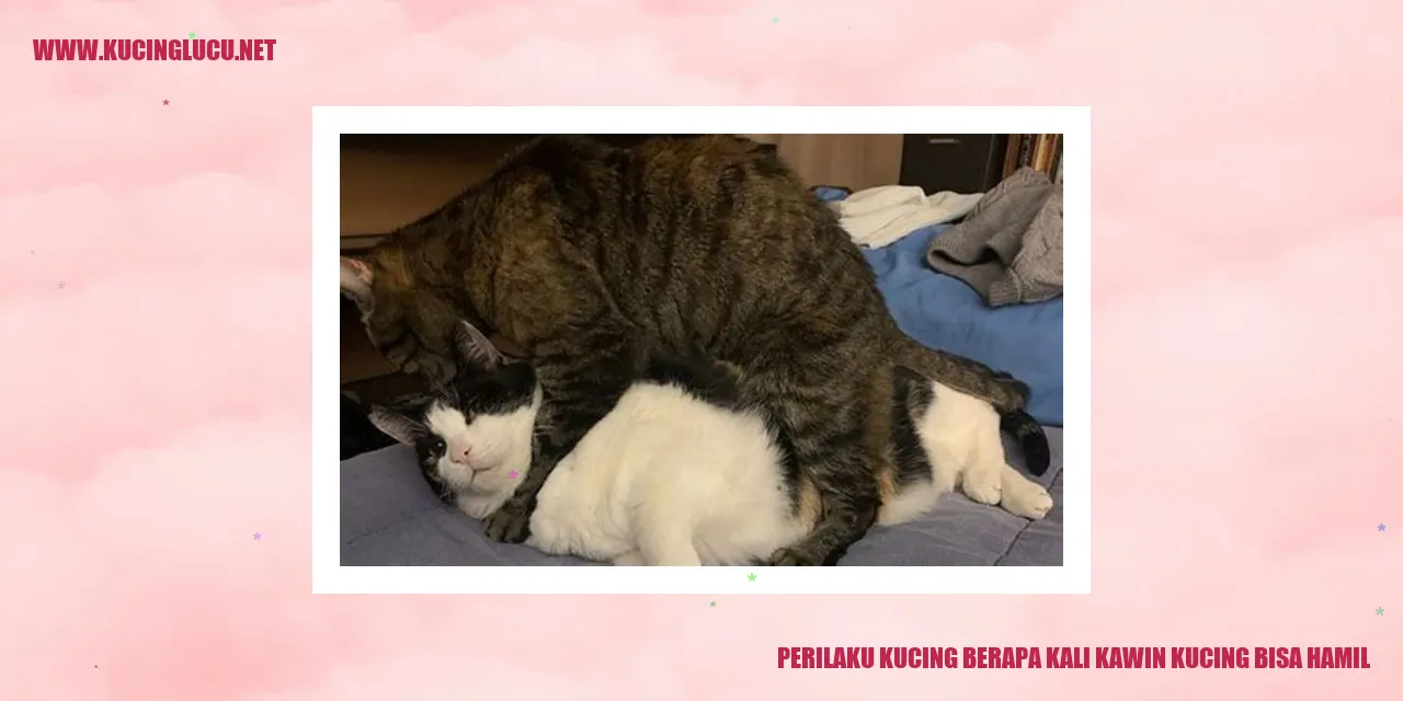 Perilaku Kucing berapa kali kawin kucing bisa hamil