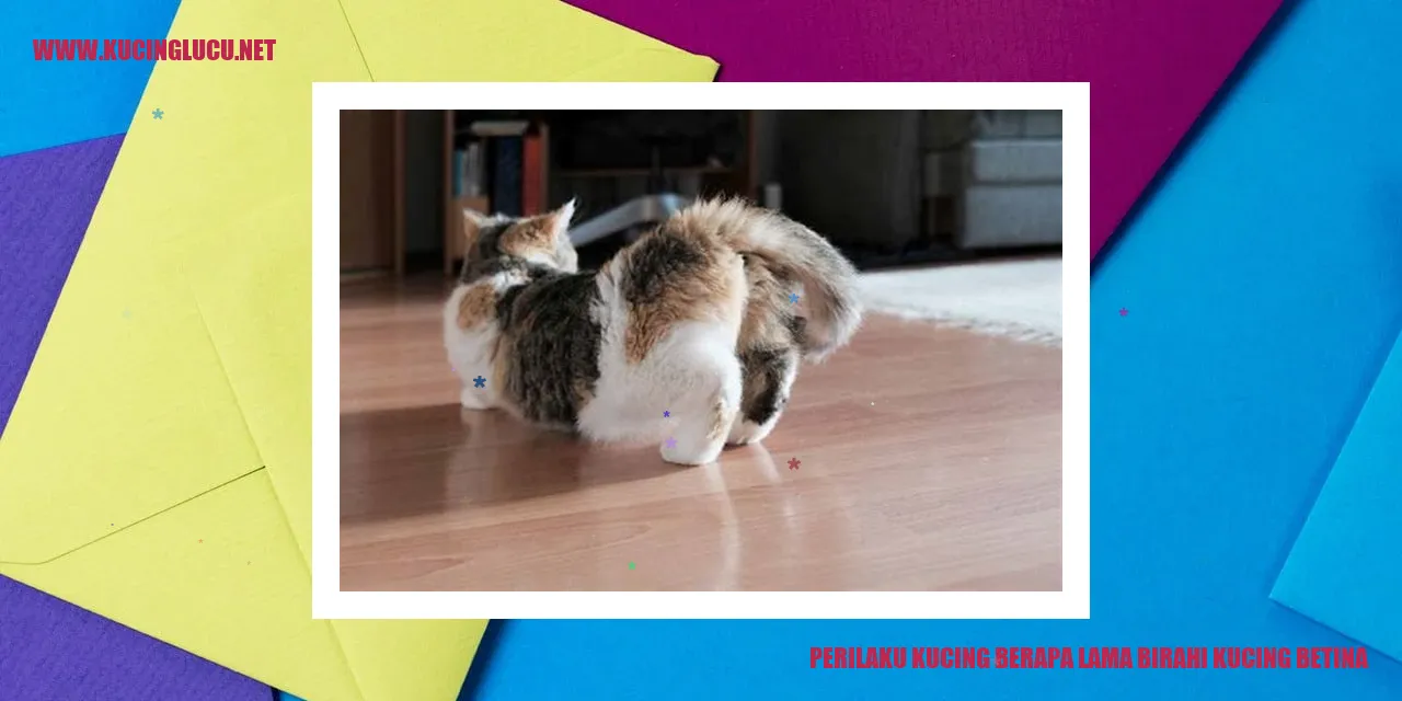 Perilaku Kucing Selama Periode Birahi