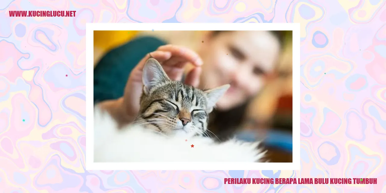 Gambar kucing dengan bulu yang tebal