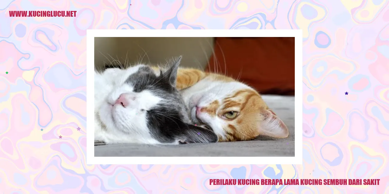 Perilaku Kucing Sembuh dari Sakit