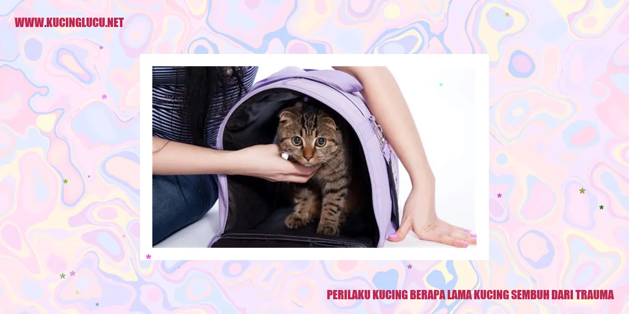 Perilaku Kucing berapa lama kucing sembuh dari trauma