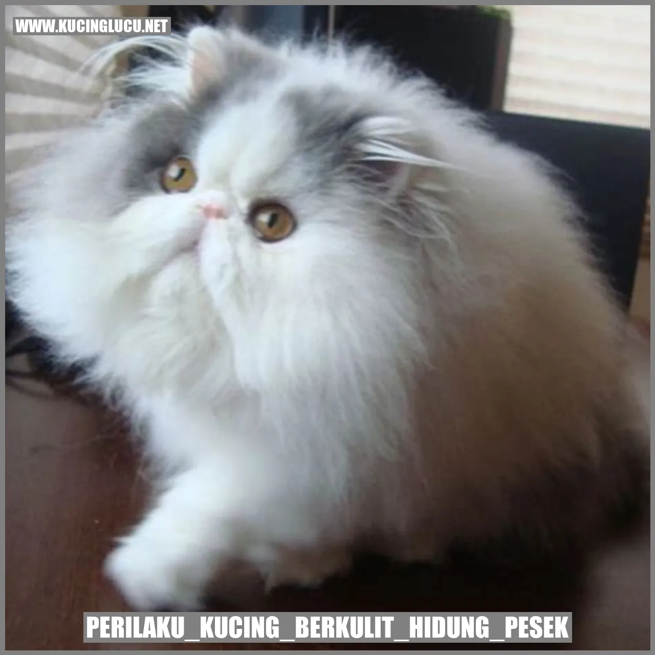 Gambar Kucing Hidung Pesek