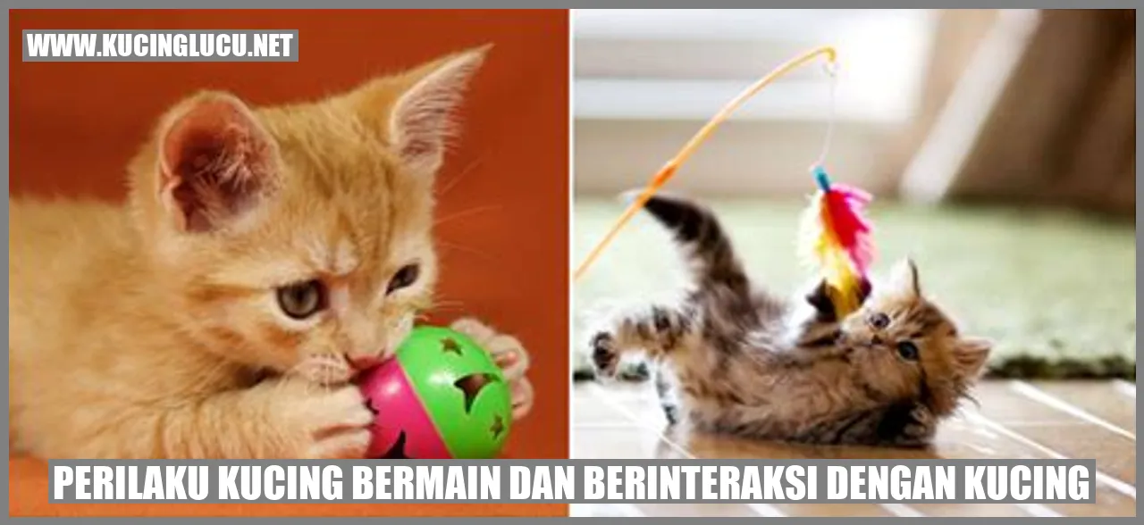 Kucing bermain dan berinteraksi dengan kucing