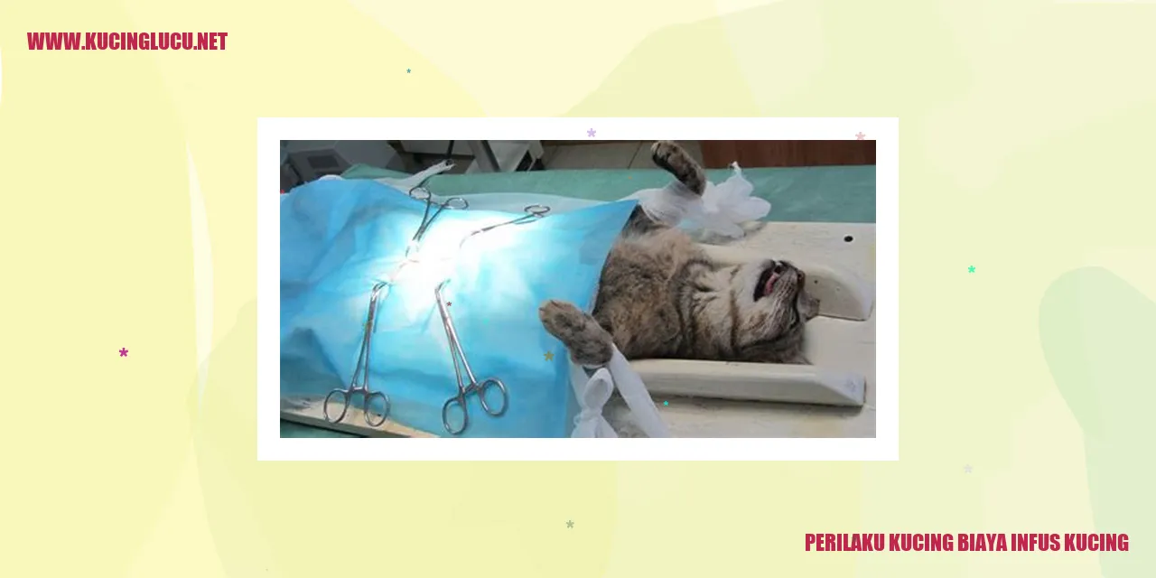 Perilaku Kucing Biaya Infus Kucing