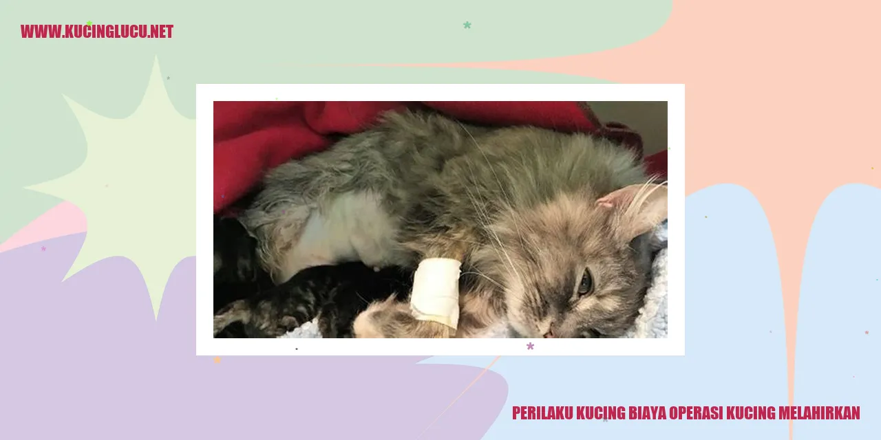 Perilaku Kucing saat Biaya Operasi Kucing Melahirkan