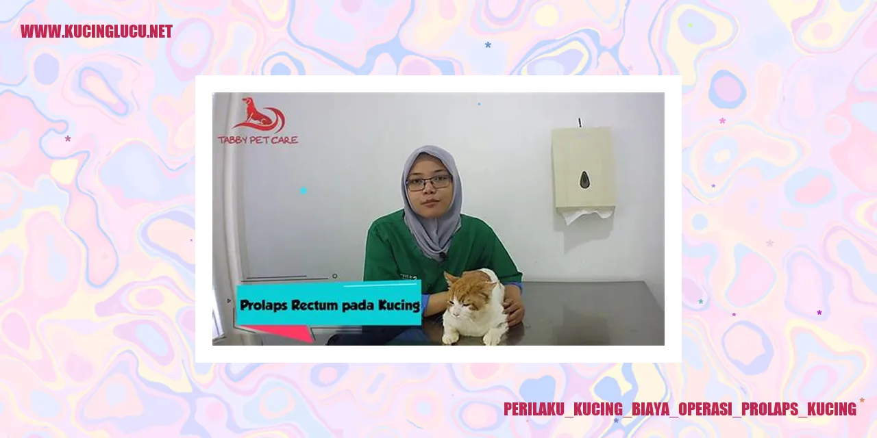 Kucing dengan Biaya Operasi Prolaps Kucing