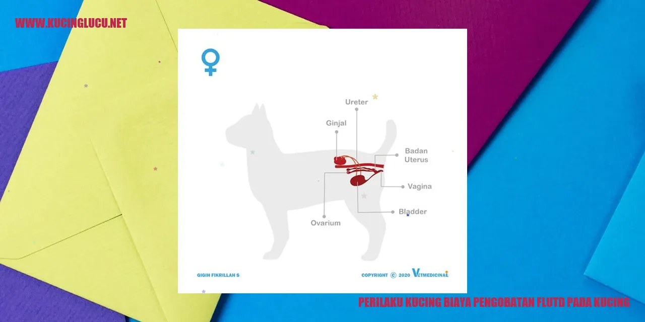 Kucing yang menderita FLUTD