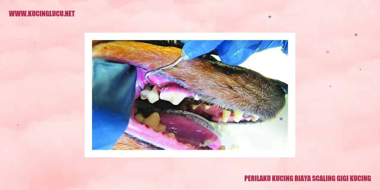 Perilaku Kucing