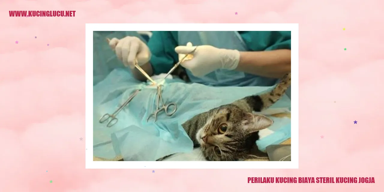 Kucing yang sedang di steril