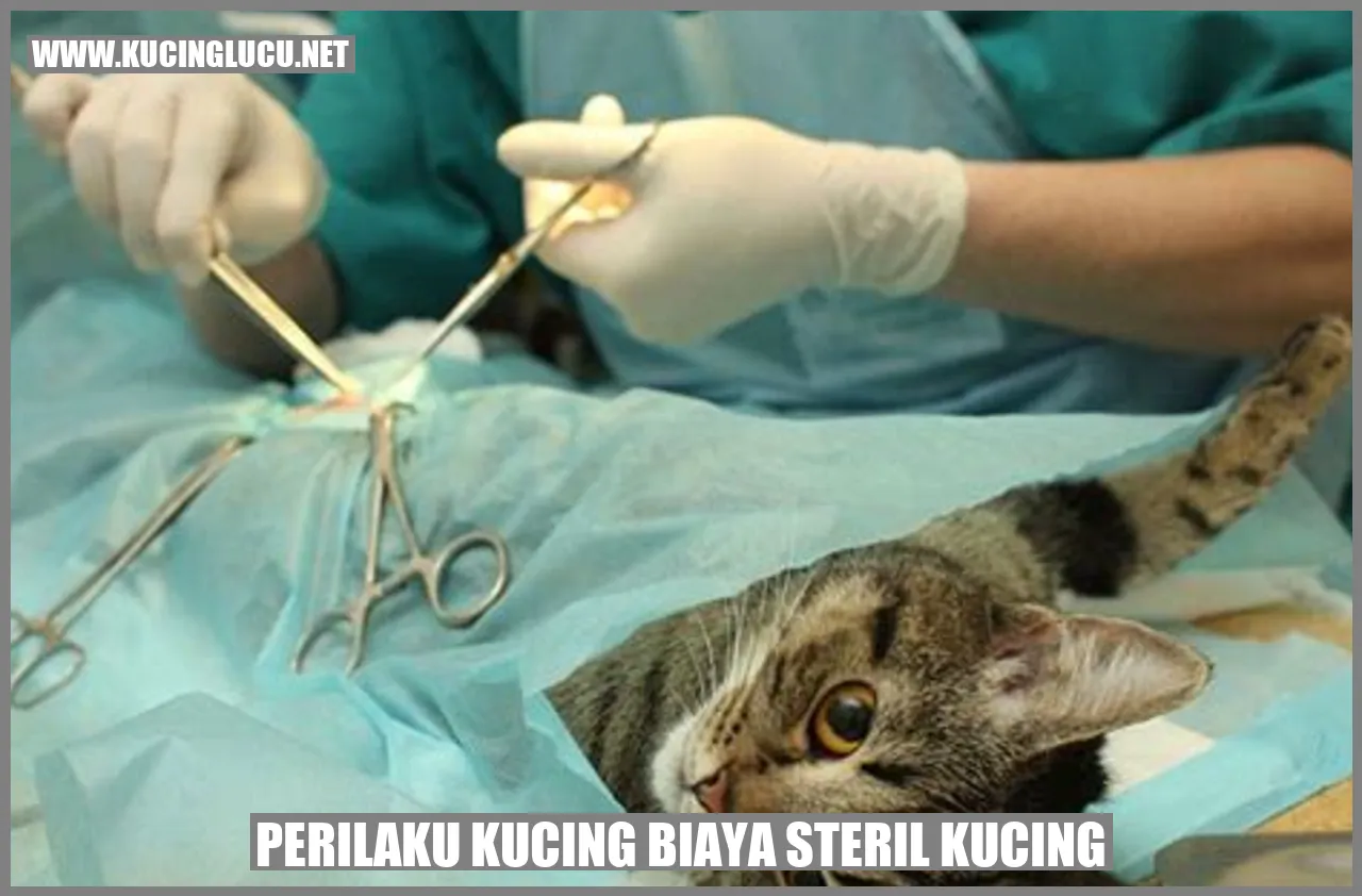 Kucing dan Biaya Sterilisasi