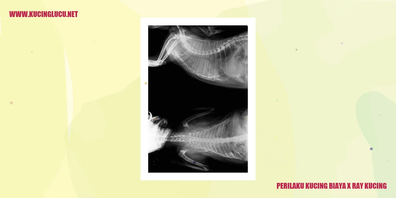 Gambar kucing sedang menjalani pemeriksaan x-ray
