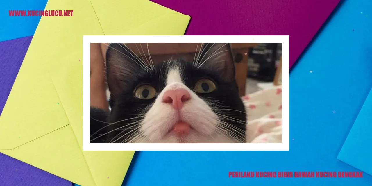 Gambar Kucing dengan Bibir Bawah Bengkak