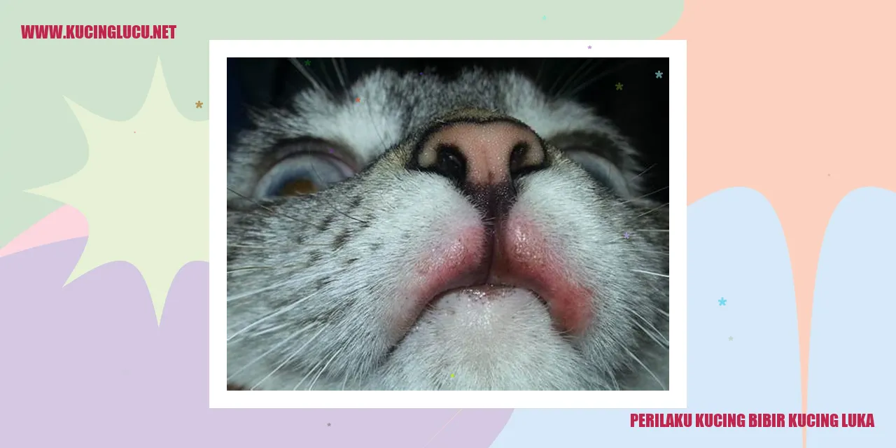 Gambar Kucing