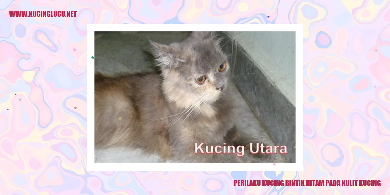 Kucing bintik hitam