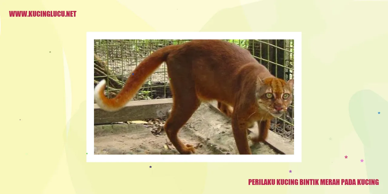 Kucing Bintik Merah