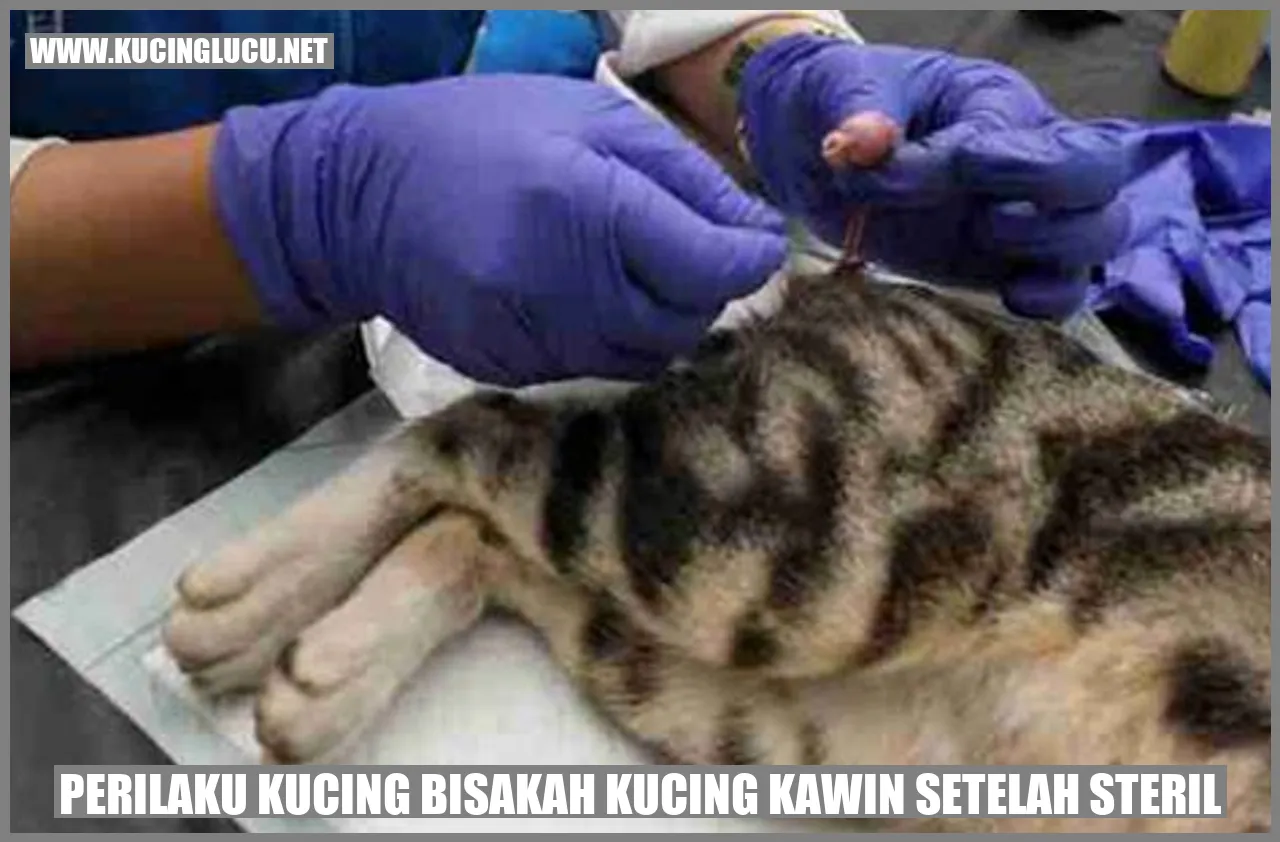 Perilaku Kucing setelah Sterilisasi