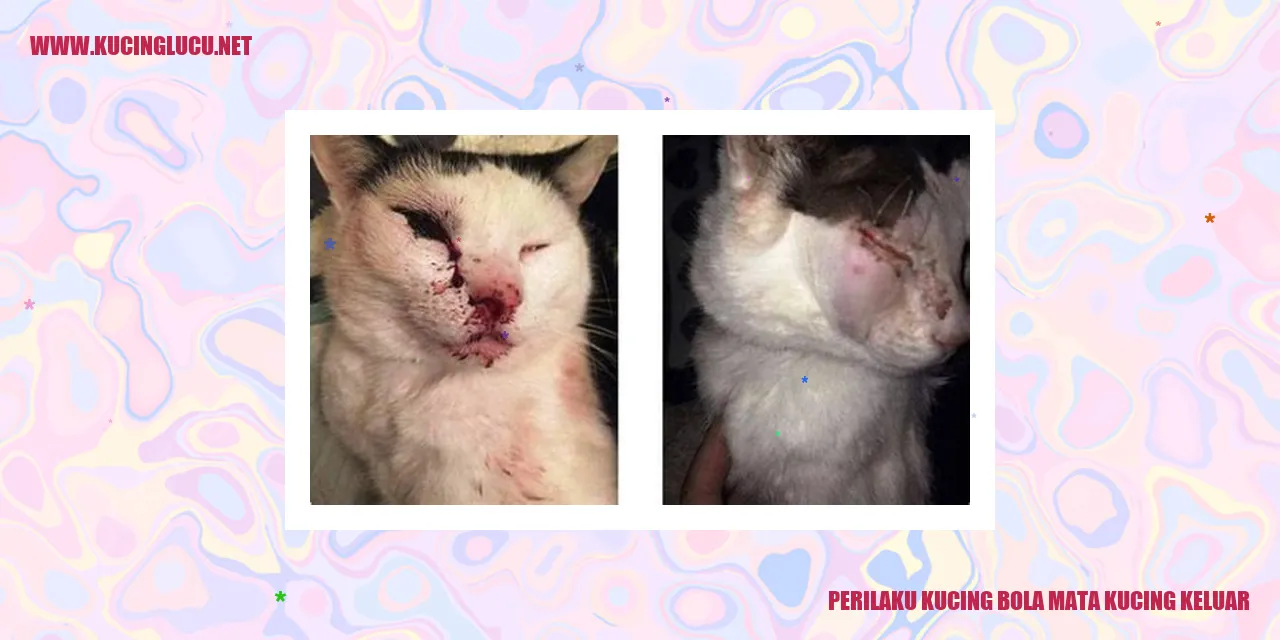 Gambar kucing dengan bola mata keluar