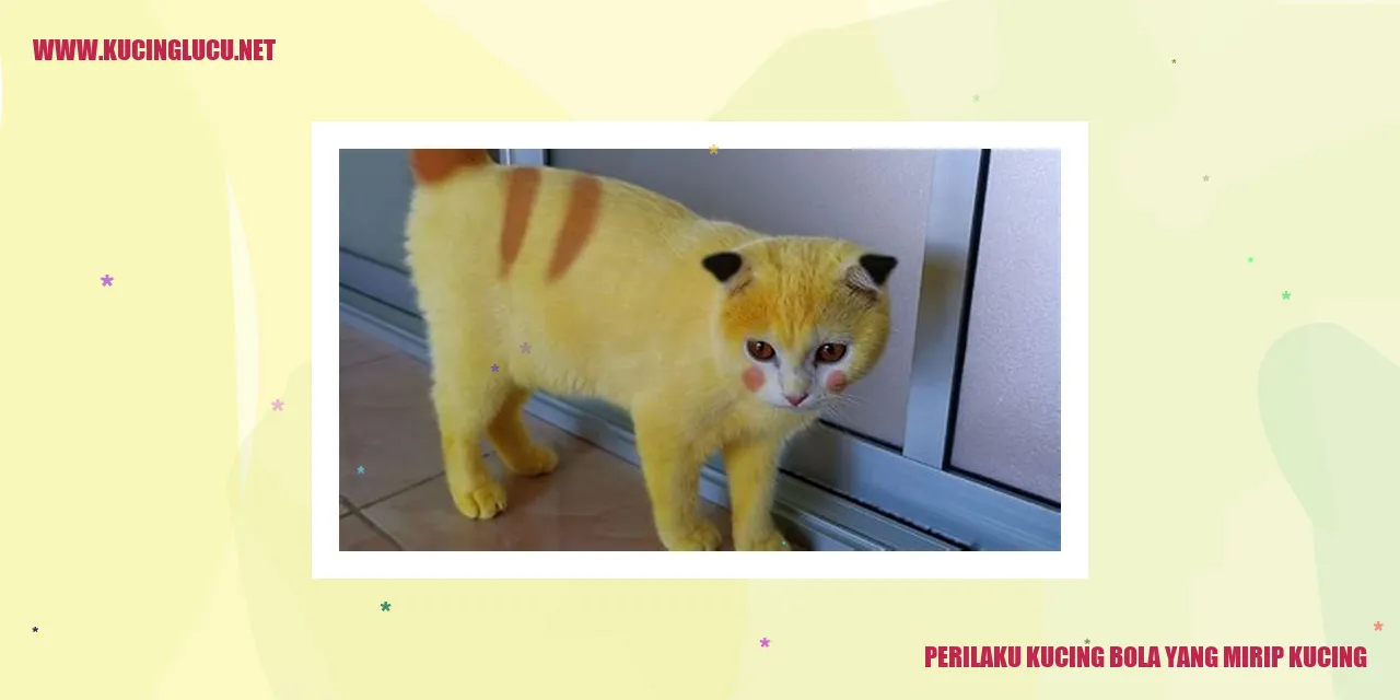 Gambar Kucing Bola