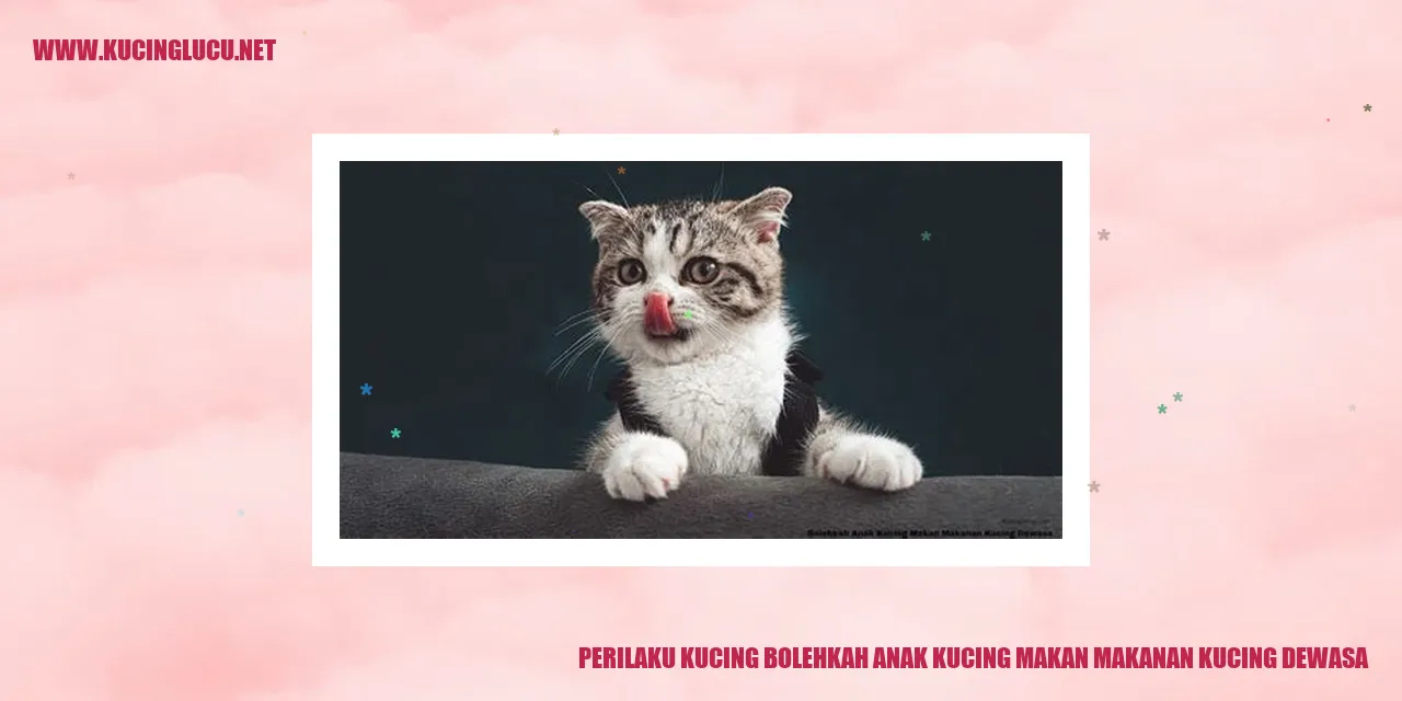 Perilaku Kucing Bolehkah Anak Kucing Makan Makanan Kucing Dewasa